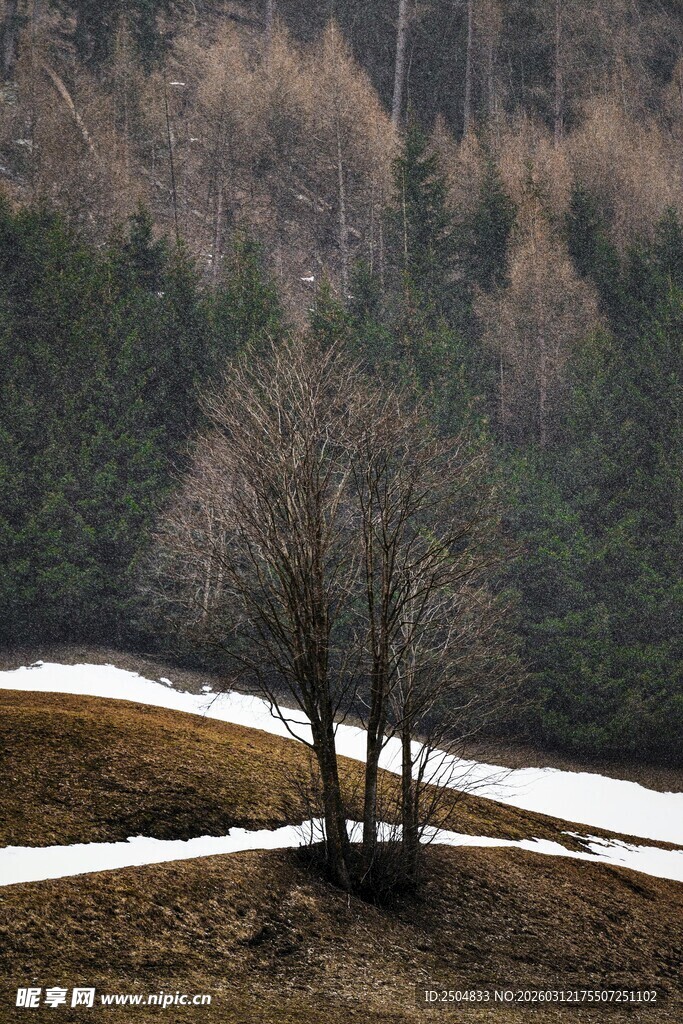 冬日旷野中的孤独树木