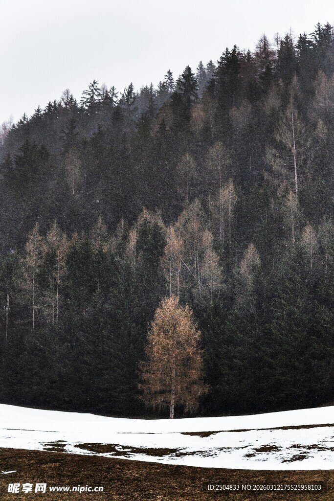 山林雪景中的孤树