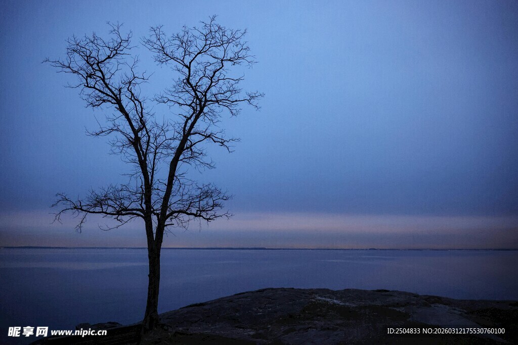 孤树伫立湖畔暮色中