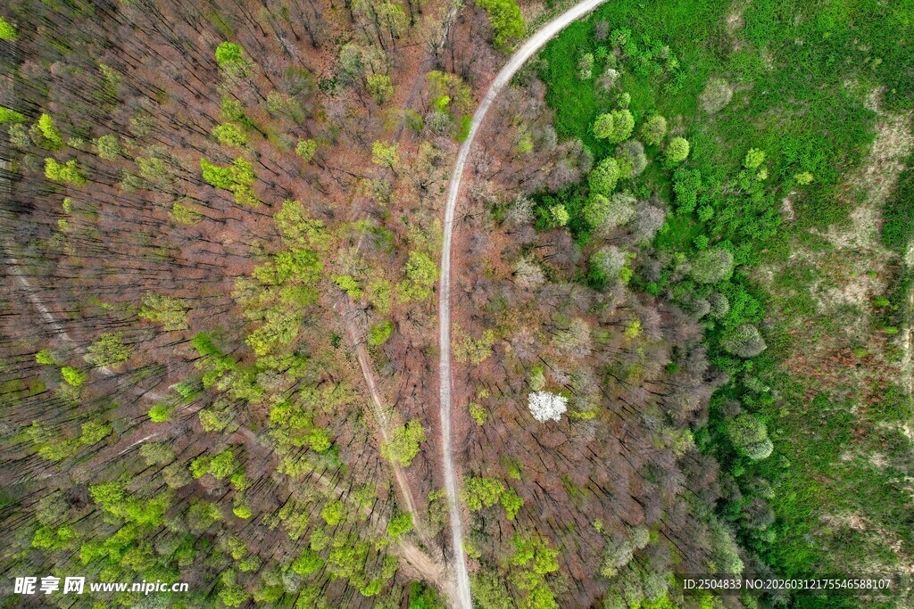 空中俯瞰蜿蜒小路与植被