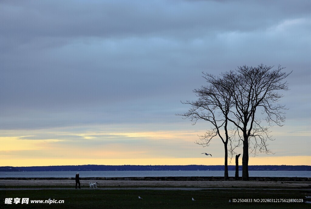 黄昏旷野中的孤独树木