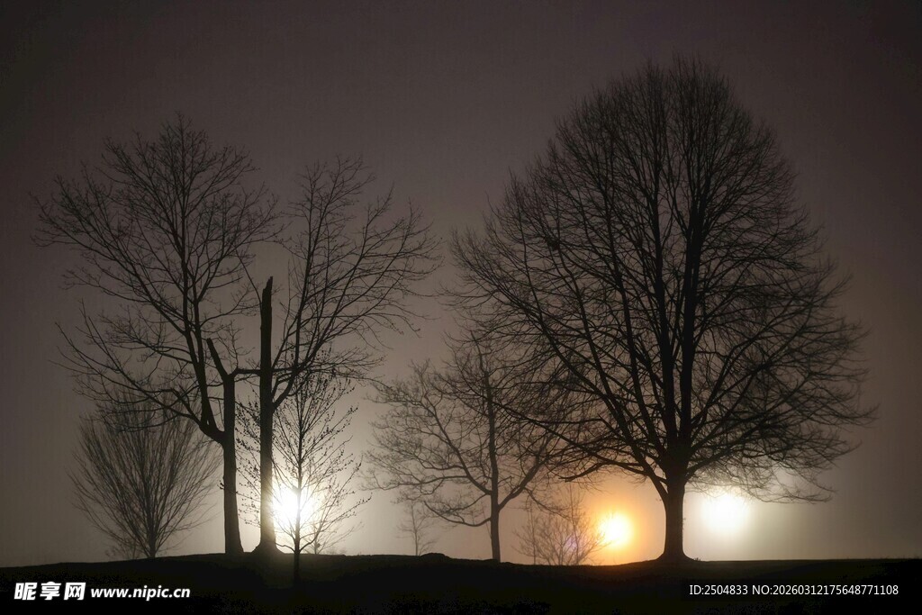 夜幕下树木与暖光景象