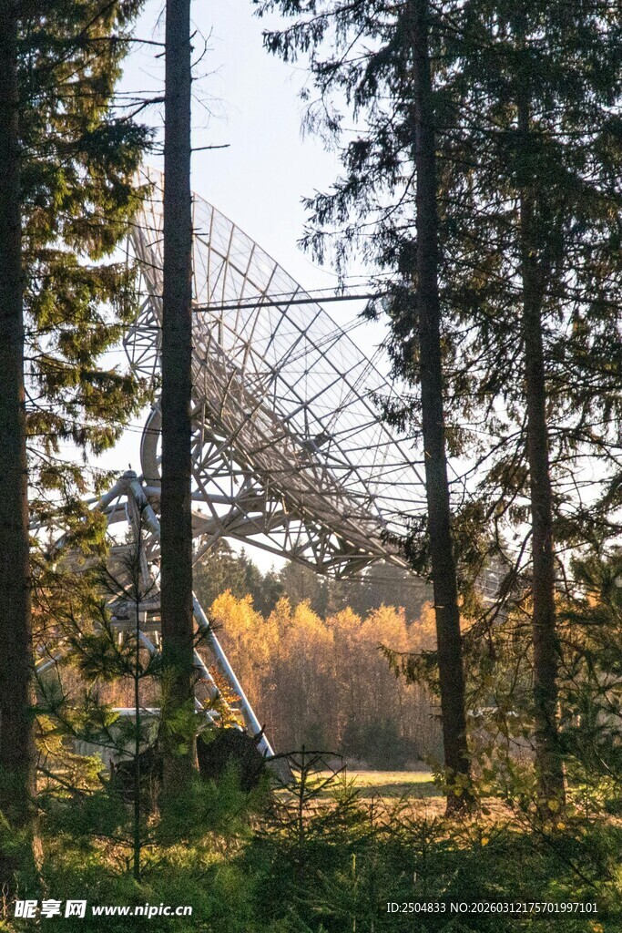 森林中的巨大蜘蛛网