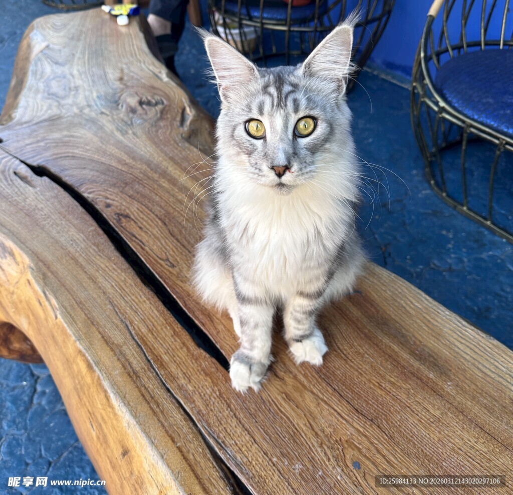木台上的可爱缅因猫咪