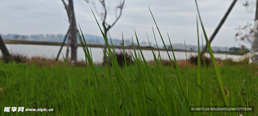 草地旁的桥梁与枯树