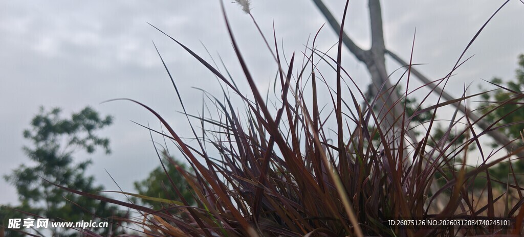 野外植物与朦胧天空