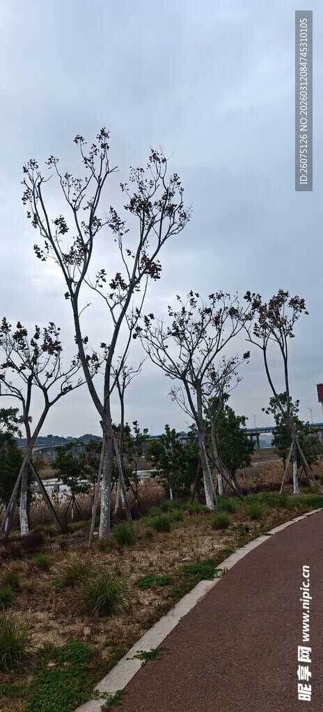 道路旁新植的树木景观
