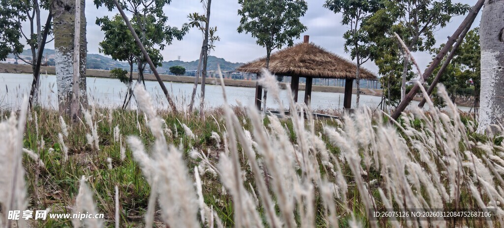 秋日荻花丛中的雅致亭景