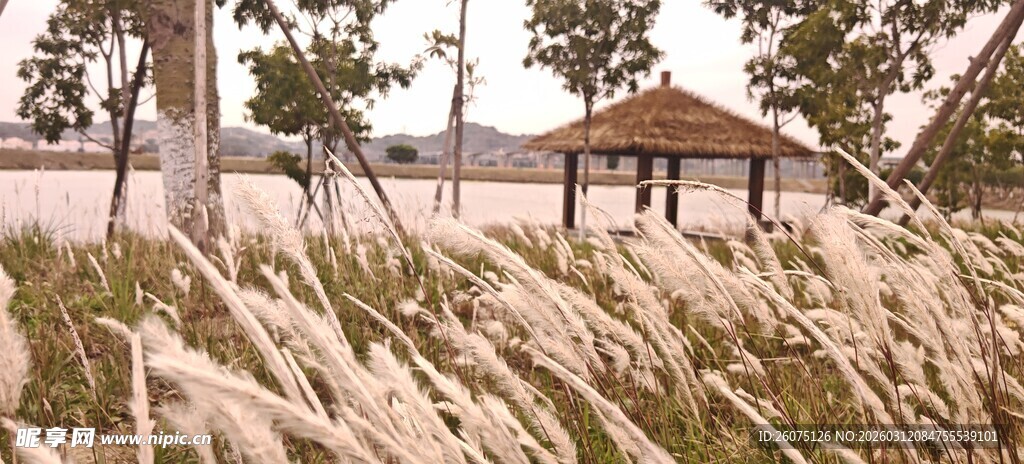 湖畔草景中的休憩凉亭