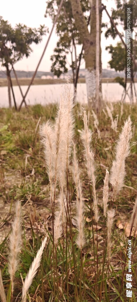 田野中随风飘动的白色物件