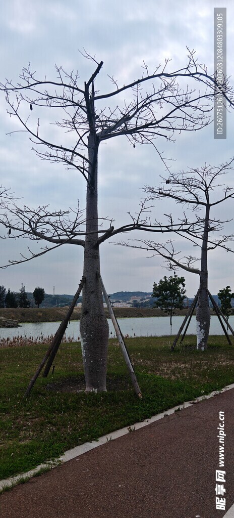 冬日枯树旁的幽静小路