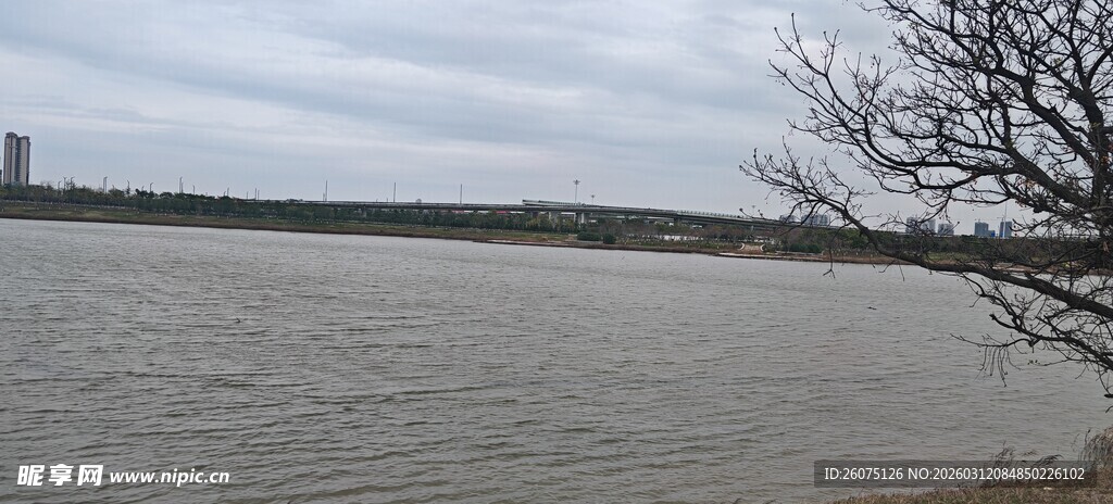 湖畔风光孤树伴静水