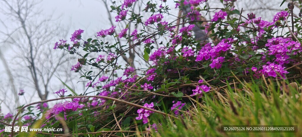 绽放的紫色花卉美景