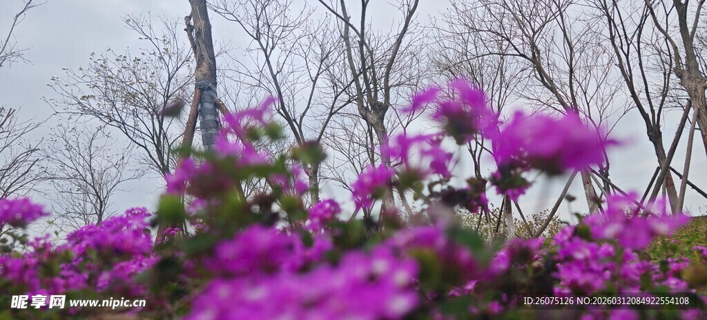 烂漫紫花绽放于树林间