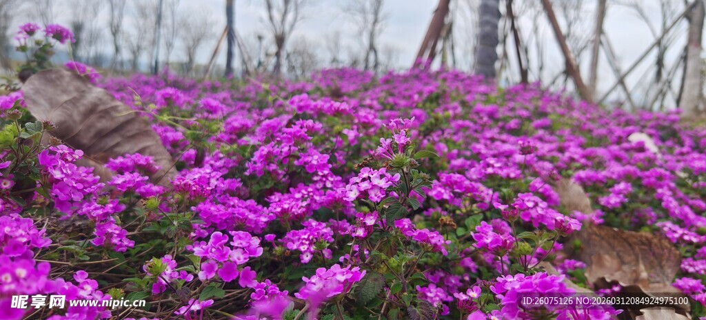 烂漫紫花绽放林间