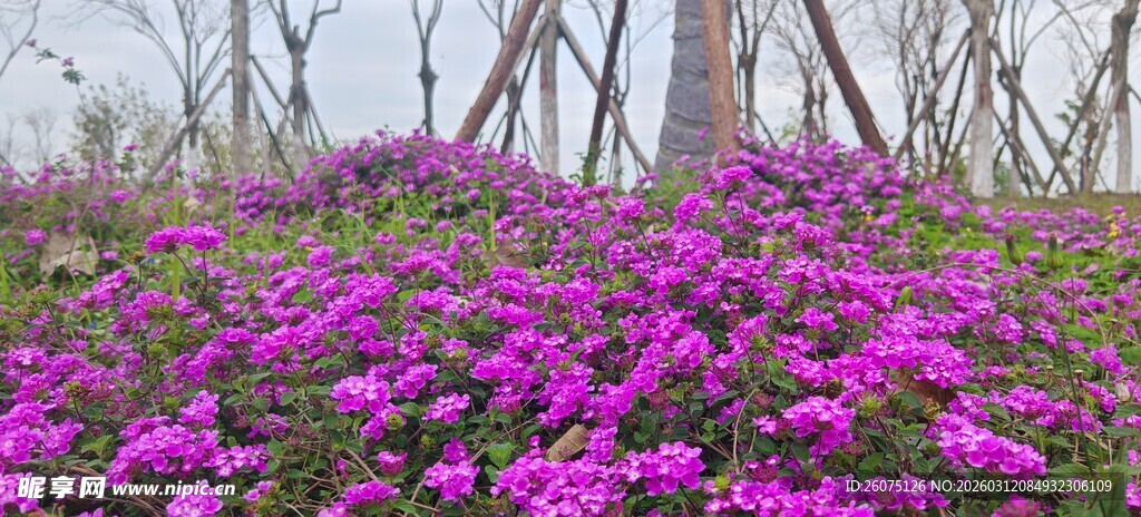 烂漫紫花绽放