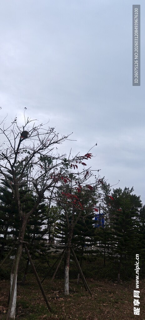 果园树木阴天景象