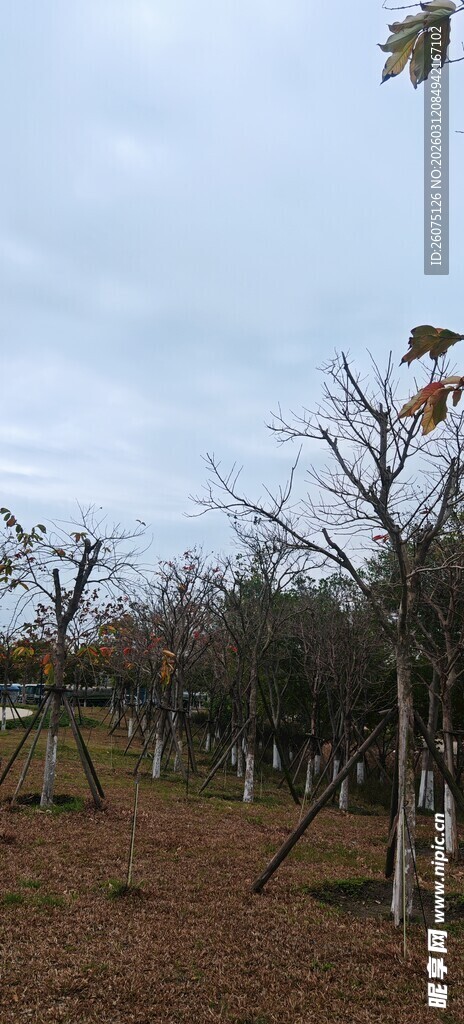 冬日果园里的光秃果树