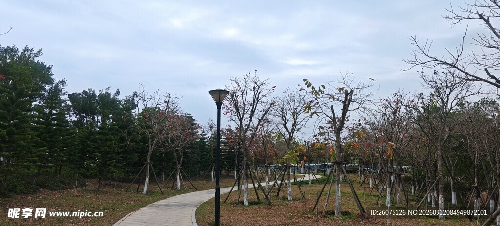 林间小径冬日静谧景致