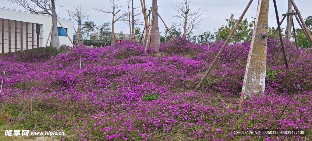 紫色花海中的乡村景致