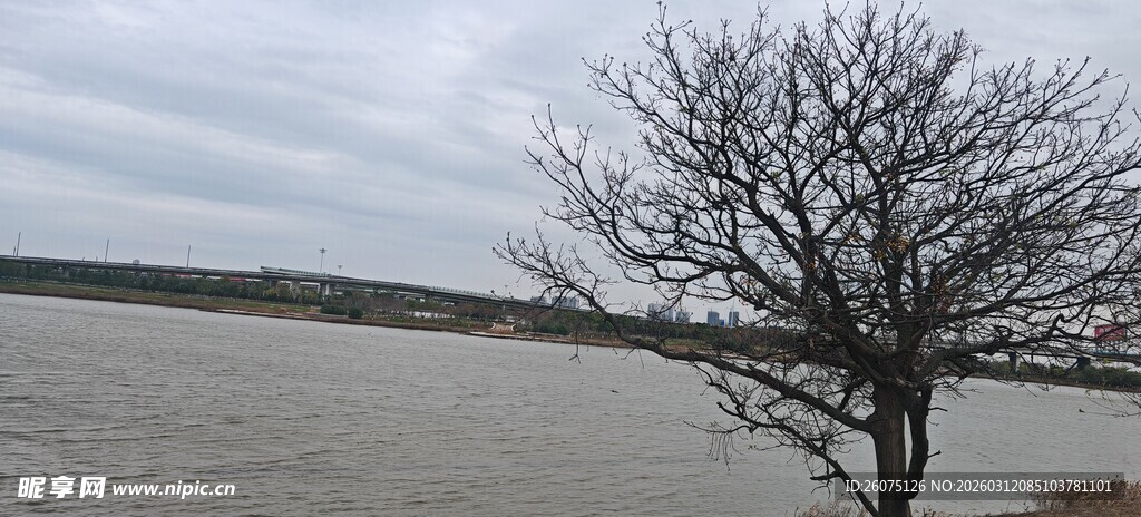 湖畔孤树尽显萧瑟之美