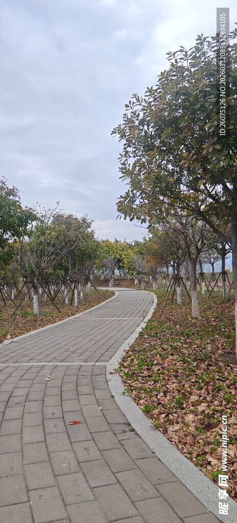 蜿蜒砖铺小路旁绿树成荫