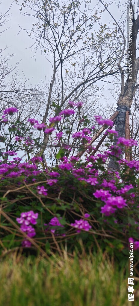 紫色花卉绽放于林间