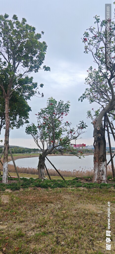 田野边绿树环绕的开阔景象