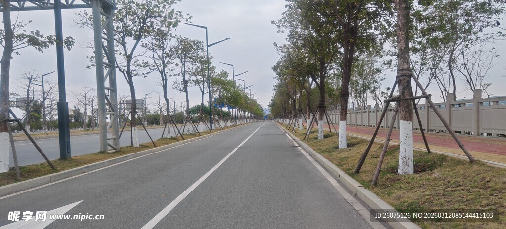 宽阔林荫道路风景