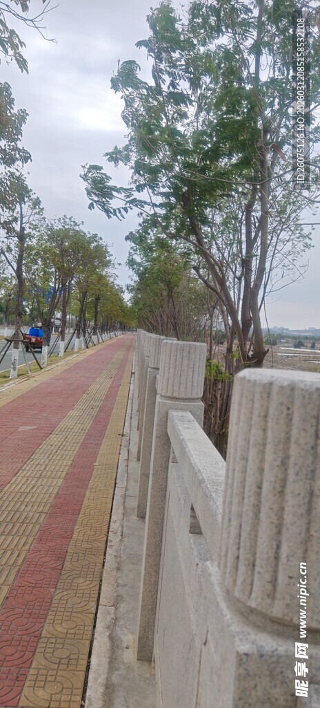 户外步道旁的树木景观