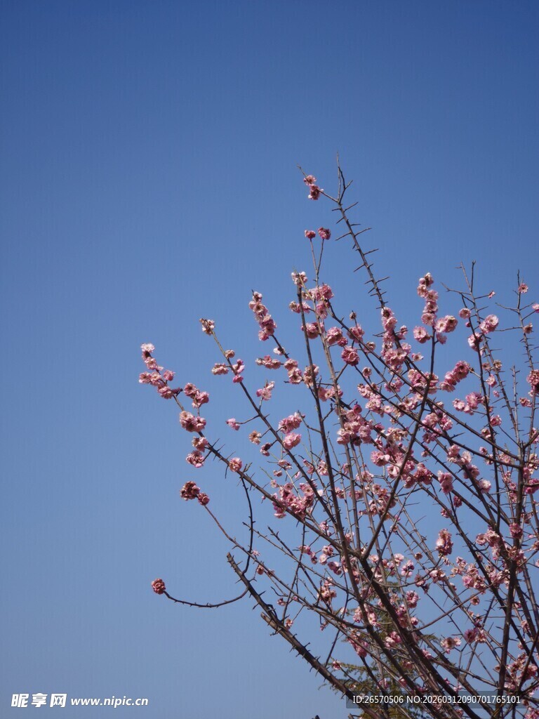 蓝天映衬下的粉嫩花枝