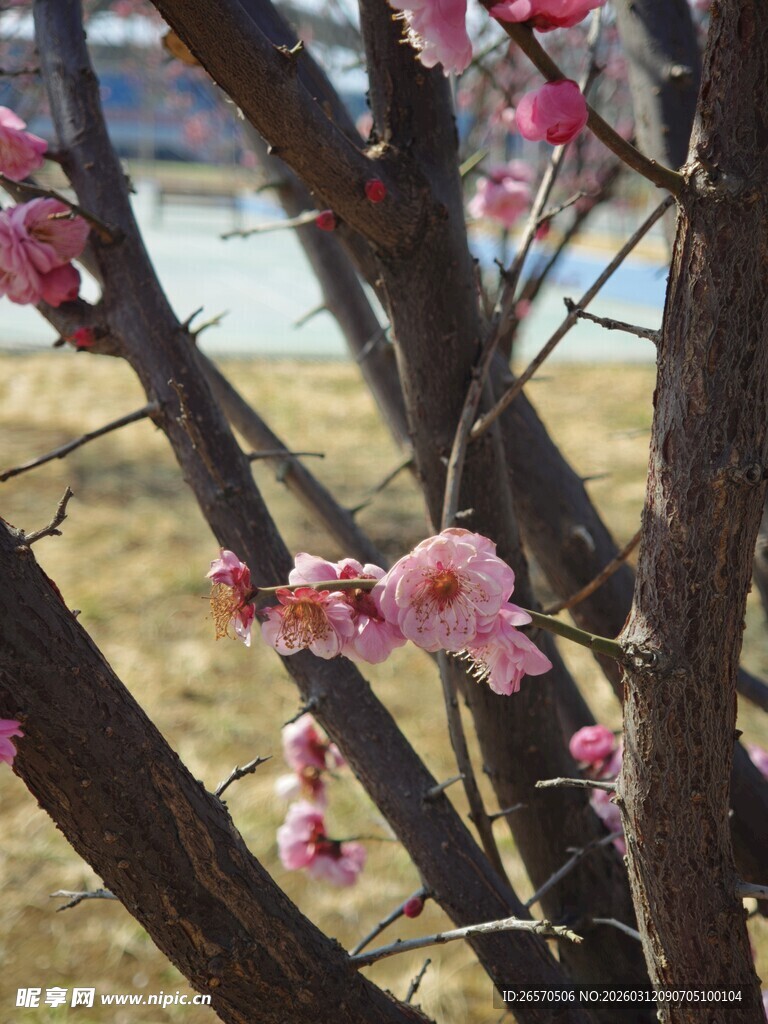 枝头绽放的娇艳粉色梅花