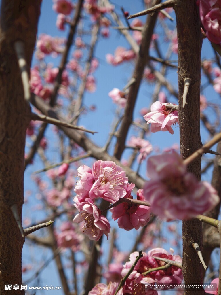 枝头绽放的粉嫩繁花