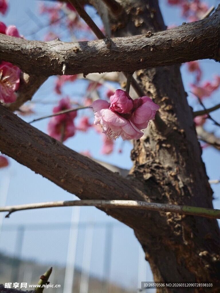 枝头绽放的粉嫩樱花