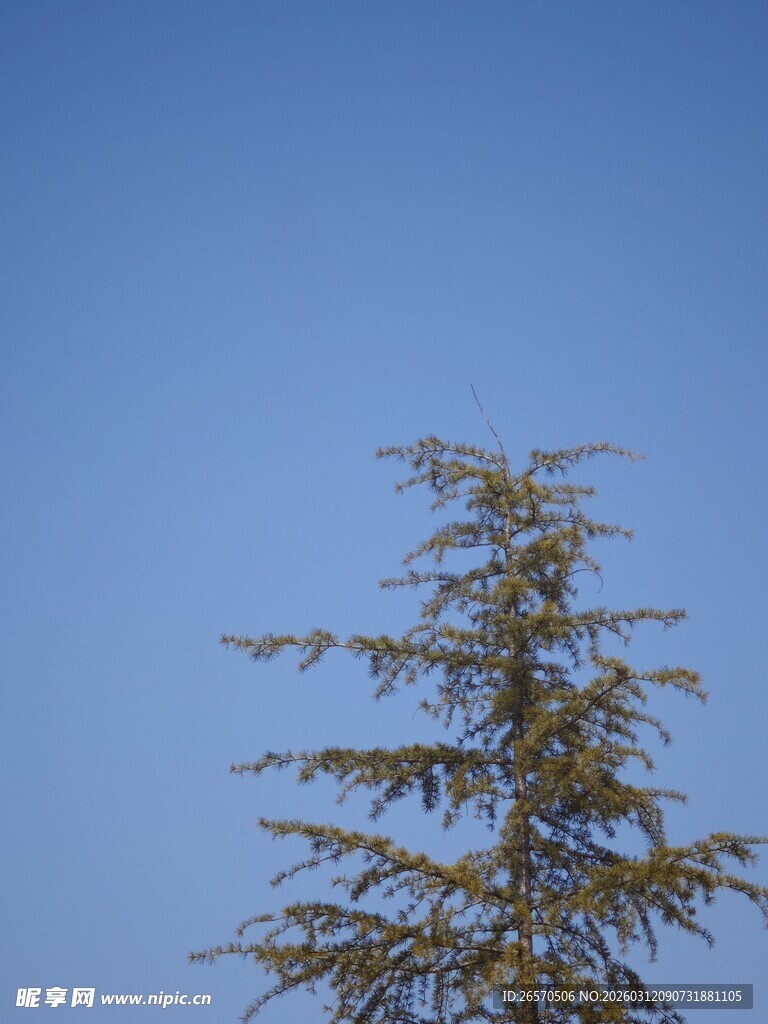 蓝天映衬下的挺拔松树