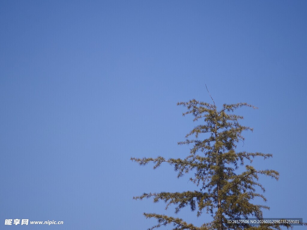蓝天之下的挺拔松树