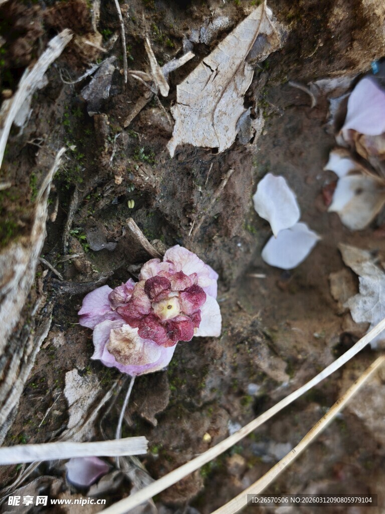 地面上的枯萎花瓣