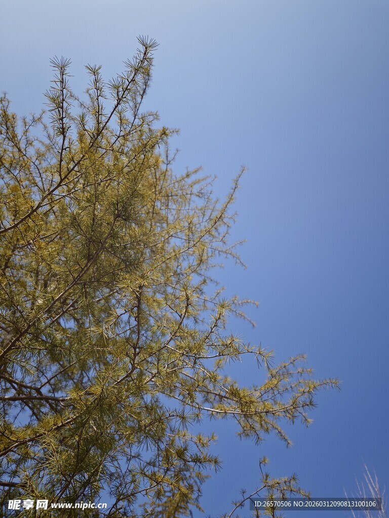 蓝天映衬下的葱郁树枝