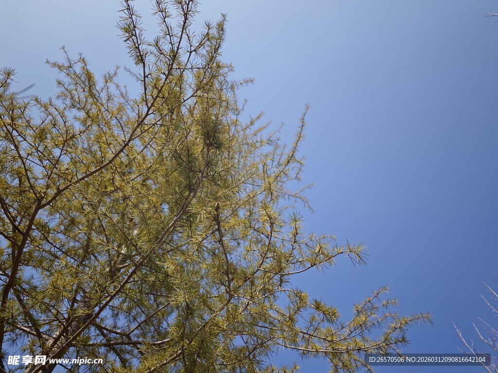 蓝天映衬下的繁茂树枝