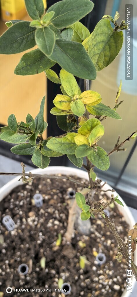 盆栽绿植幼苗生长景象