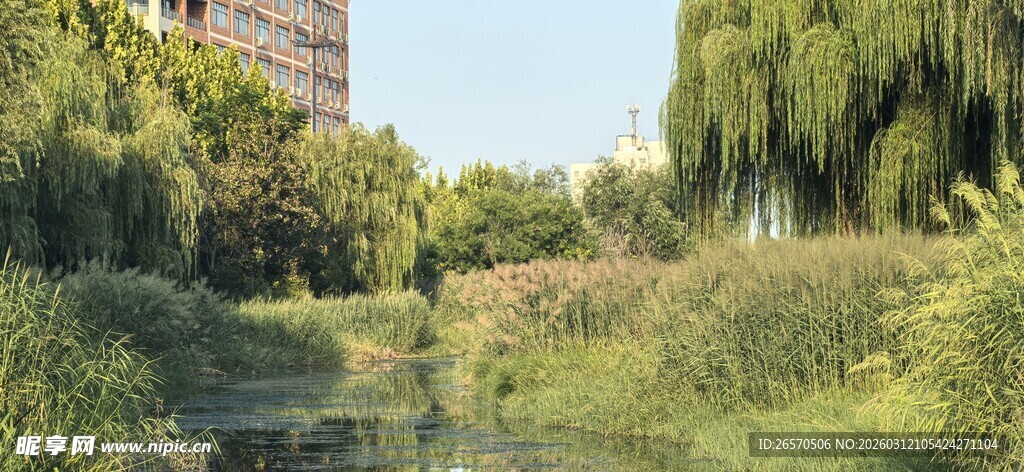 城市中的静谧绿植景观