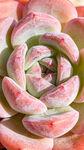 粉嫩多肉植物特写