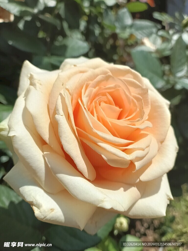 淡粉色娇艳月季花