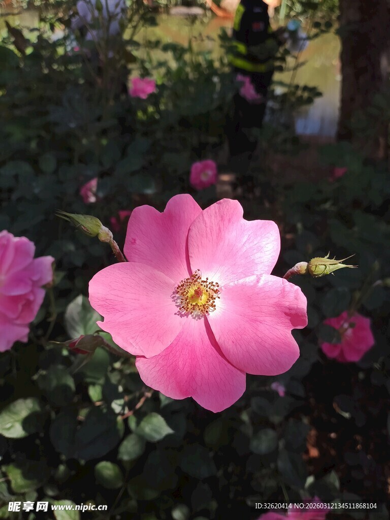 娇艳粉色蔷薇花绽放