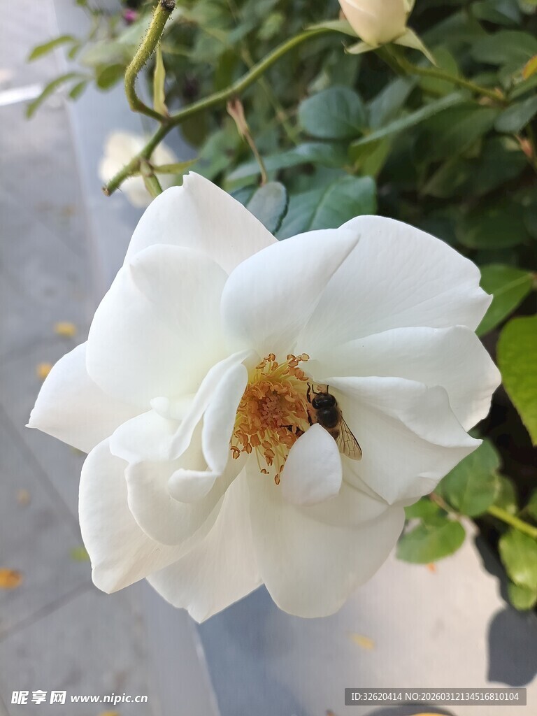 白蔷薇上的蜜蜂