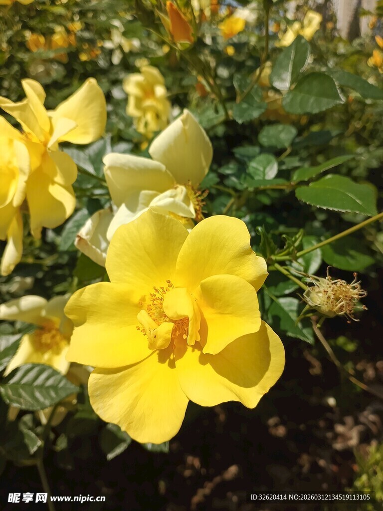 黄蔷薇绽放于绿叶间