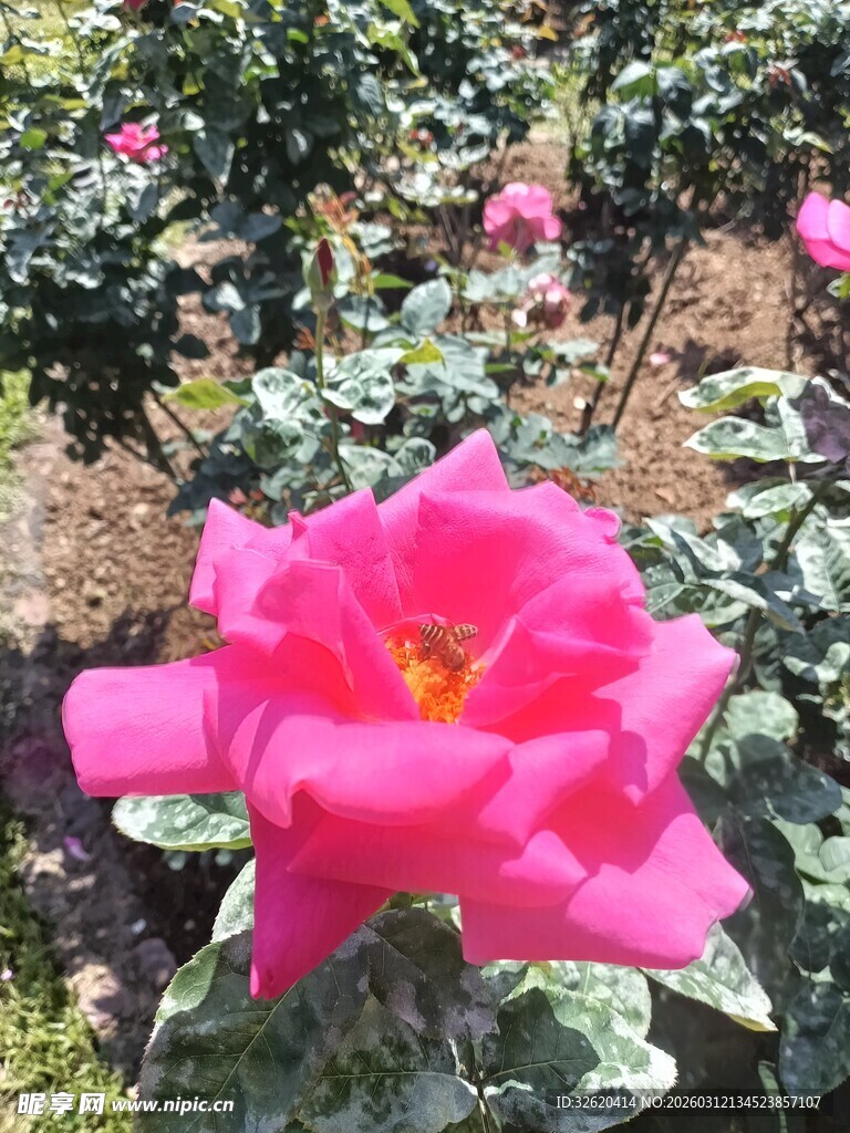 娇艳玫红花朵绽放