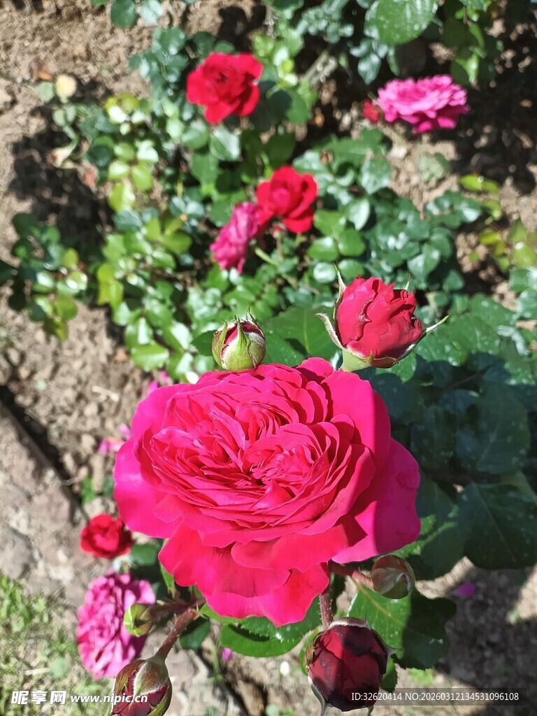 娇艳盛开的红色月季花