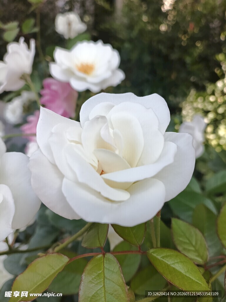 洁白绽放的娇艳白玫瑰