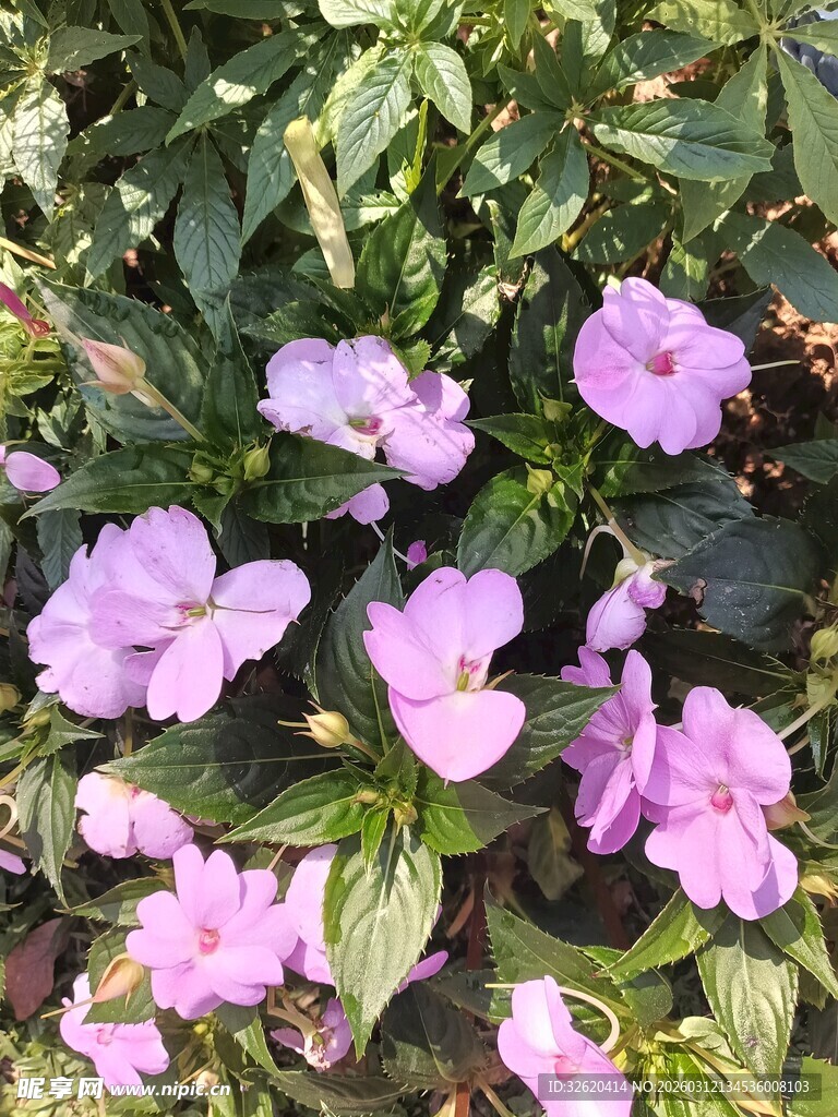 绽放的粉紫色美丽花朵